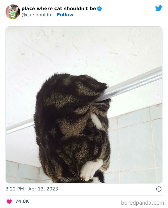 Cats-Where-Shouldnt-Be-Pictures