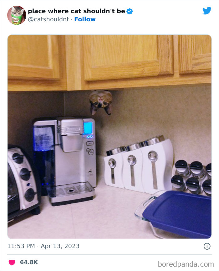 Cats-Where-Shouldnt-Be-Pictures