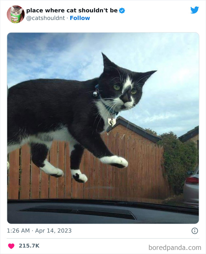 Cats-Where-Shouldnt-Be-Pictures