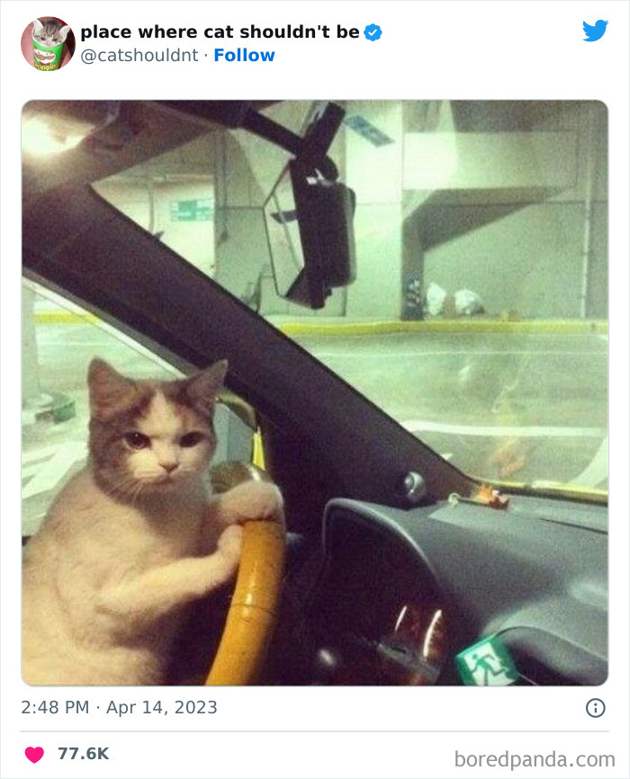 Cats-Where-Shouldnt-Be-Pictures