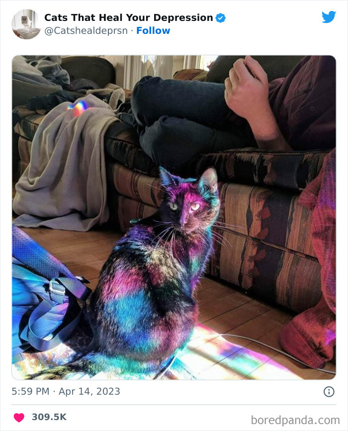 Heart-Warming-Cat-Pics