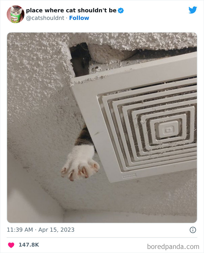 Cats-Where-Shouldnt-Be-Pictures