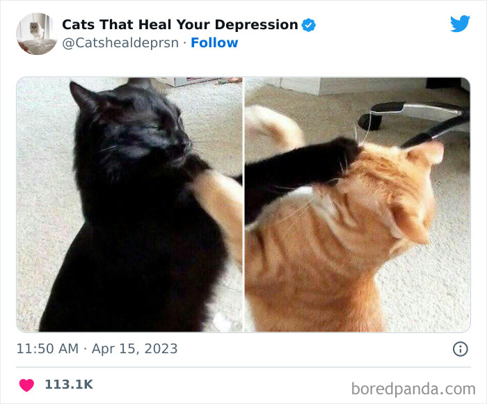 Heart-Warming-Cat-Pics