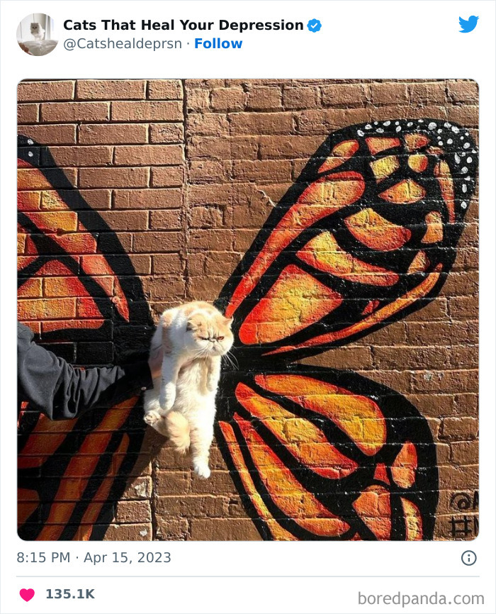 Heart-Warming-Cat-Pics