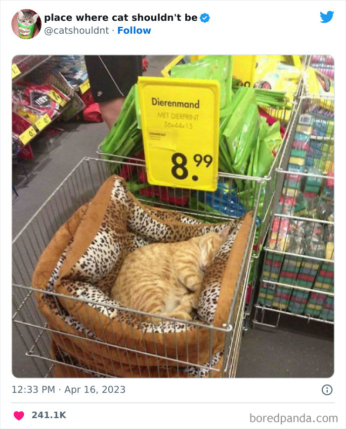 Cats-Where-Shouldnt-Be-Pictures