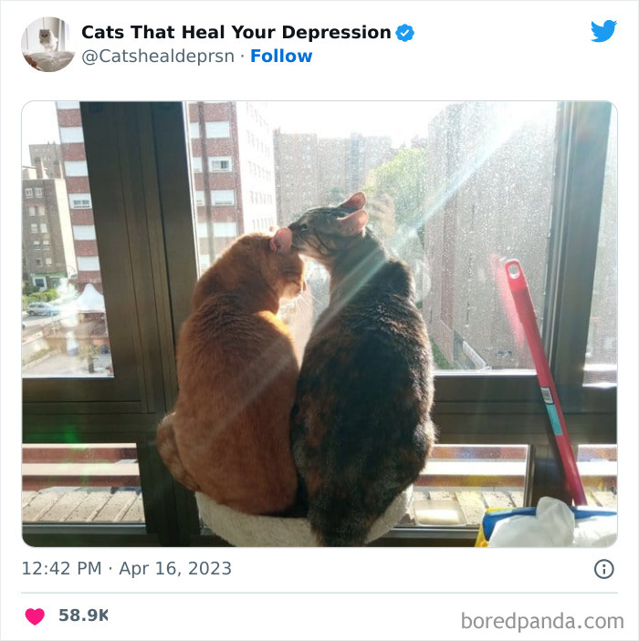 Heart-Warming-Cat-Pics