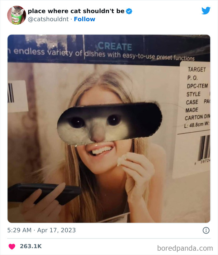 Cats-Where-Shouldnt-Be-Pictures