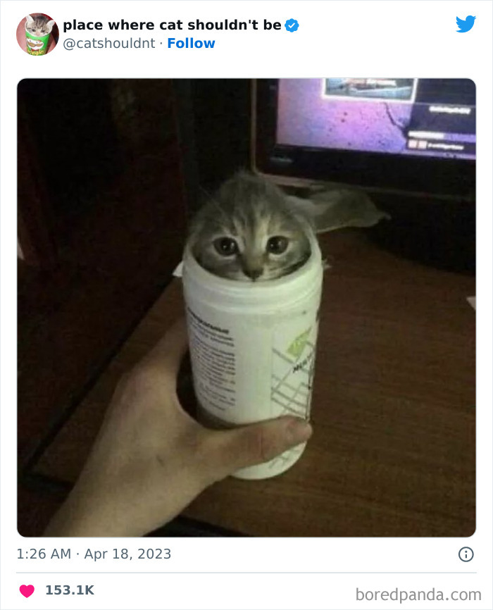 Cats-Where-Shouldnt-Be-Pictures