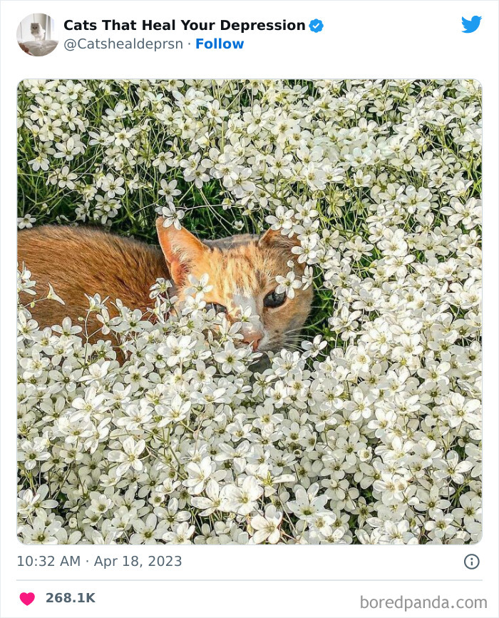 Heart-Warming-Cat-Pics