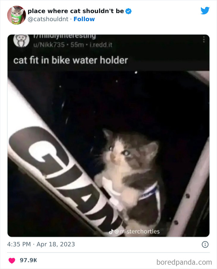 Cats-Where-Shouldnt-Be-Pictures