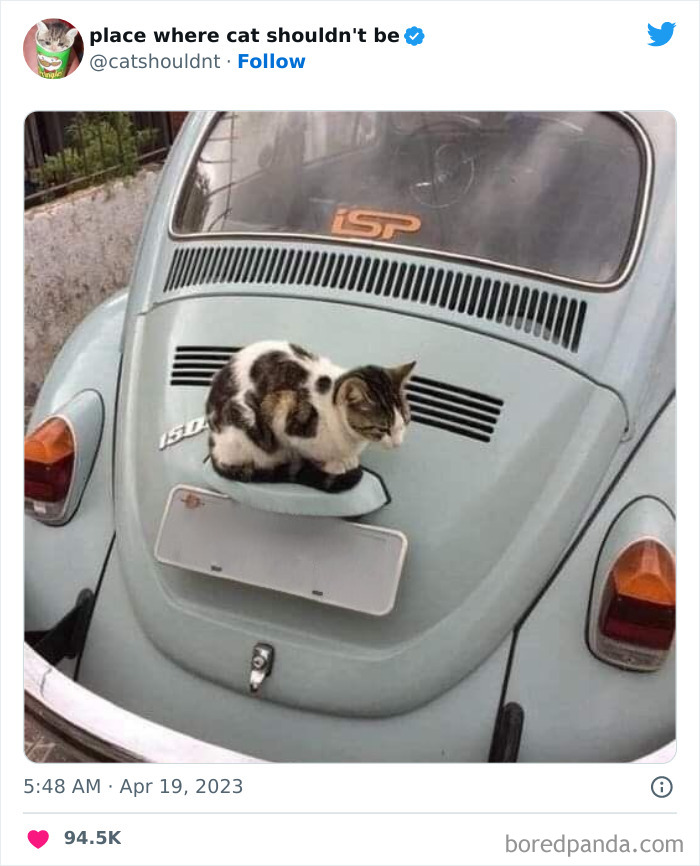 Cats-Where-Shouldnt-Be-Pictures