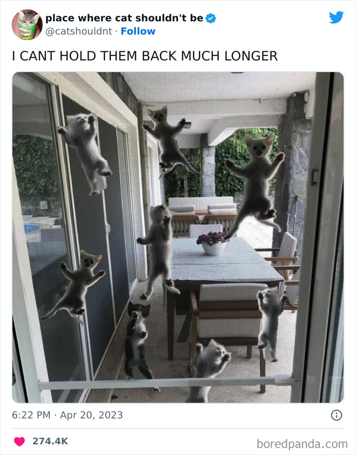 Cats-Where-Shouldnt-Be-Pictures