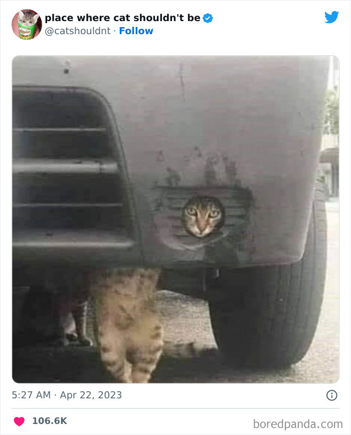 Cats-Where-Shouldnt-Be-Pictures