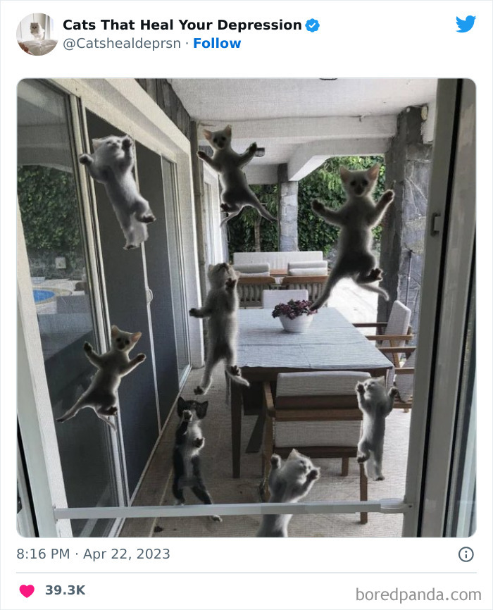 Heart-Warming-Cat-Pics