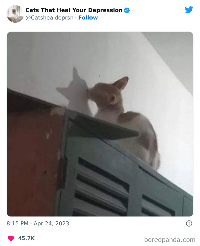 Heart-Warming-Cat-Pics