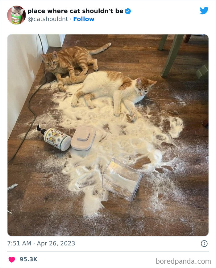 Cats-Where-Shouldnt-Be-Pictures