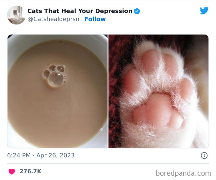 "Cats That Heal Your Depression": 50 Pics Of Adorable Felines Who Don't Even Know What Power They Hold