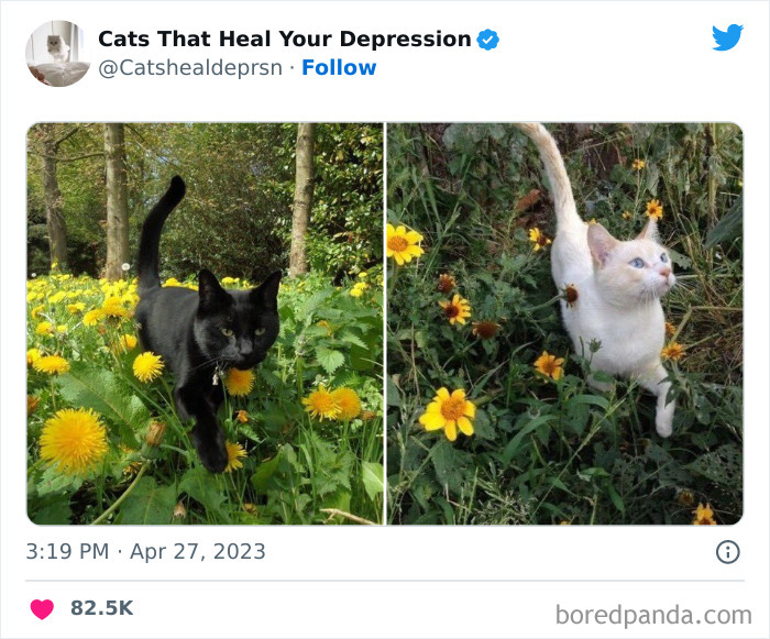 Heart-Warming-Cat-Pics