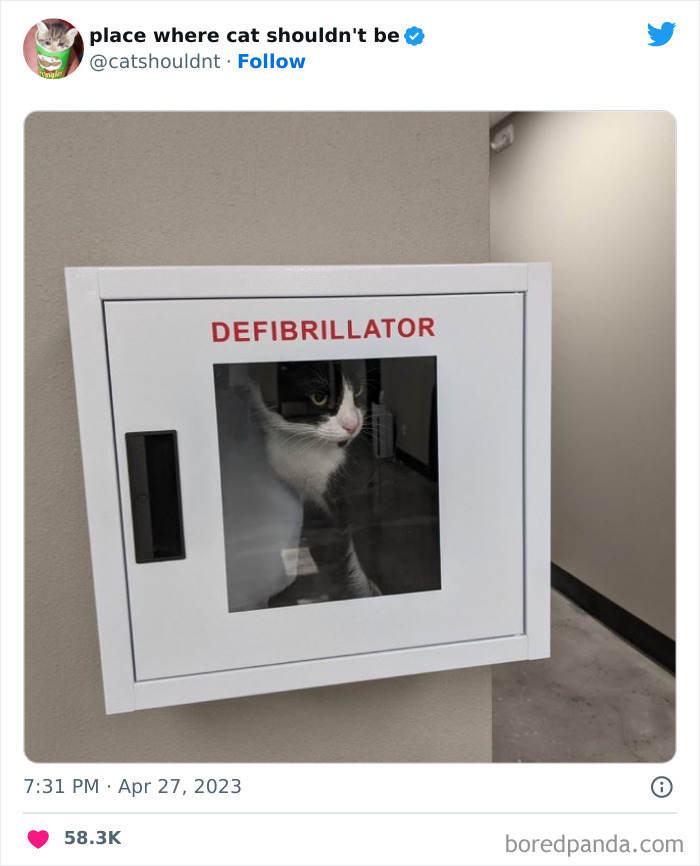 Cats-Where-Shouldnt-Be-Pictures