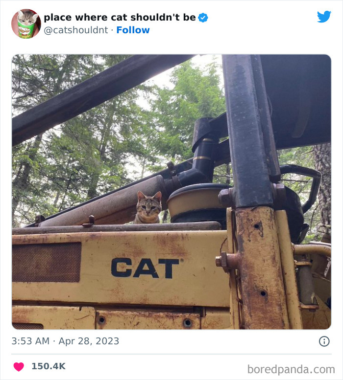 Cats-Where-Shouldnt-Be-Pictures