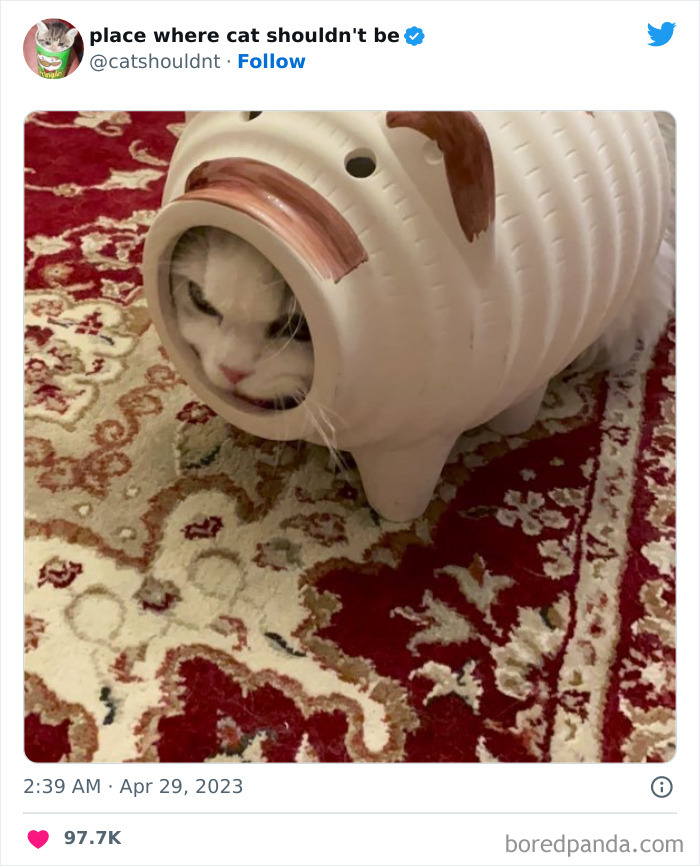 Cats-Where-Shouldnt-Be-Pictures