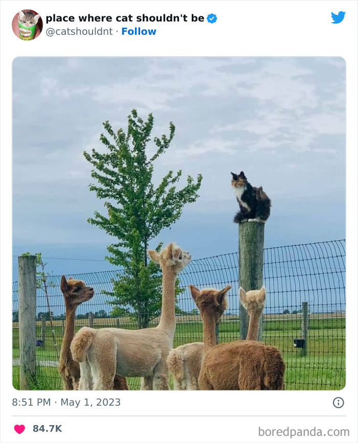 Cats-Where-Shouldnt-Be-Pictures