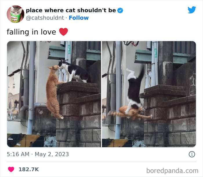 Cats-Where-Shouldnt-Be-Pictures