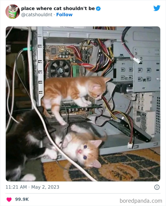 Cats-Where-Shouldnt-Be-Pictures