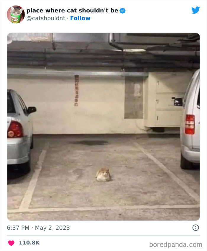 Cats-Where-Shouldnt-Be-Pictures