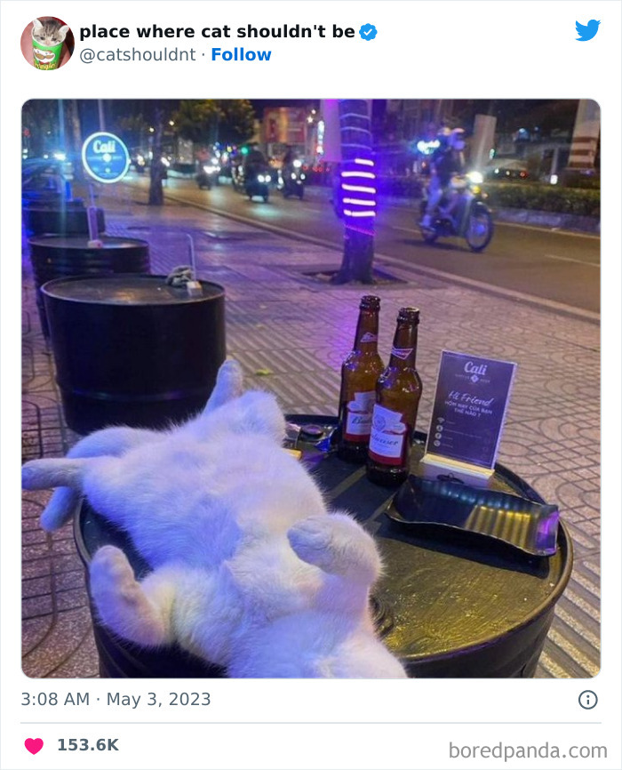 Cats-Where-Shouldnt-Be-Pictures