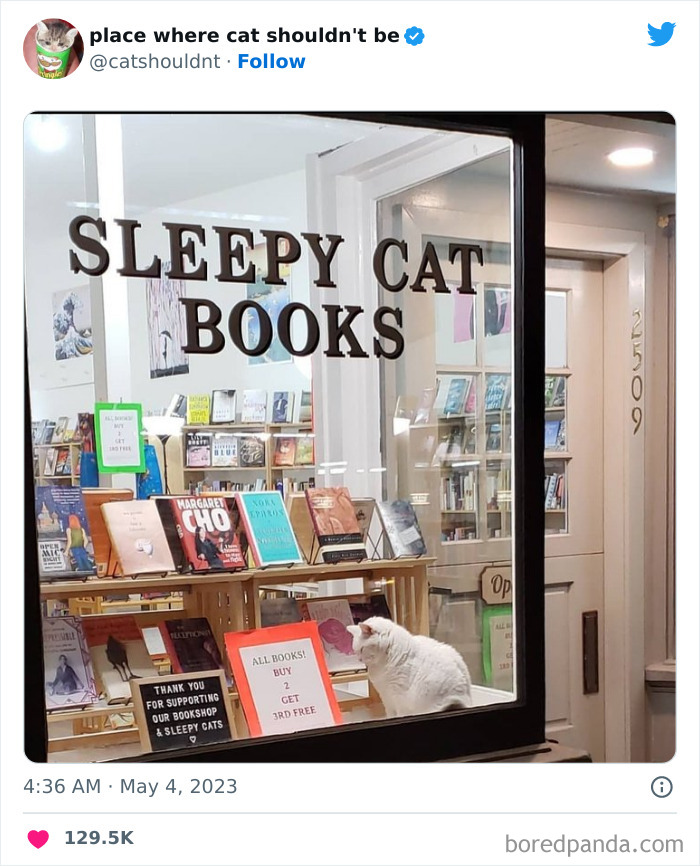 Cats-Where-Shouldnt-Be-Pictures