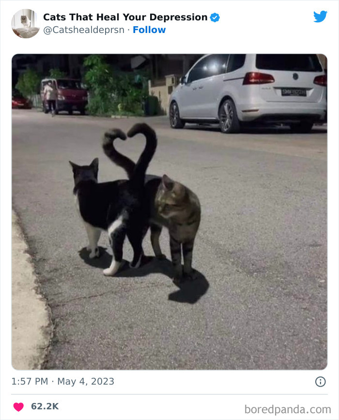 "Cats That Heal Your Depression": 50 Pics Of Adorable Felines Who Don't Even Know What Power They Hold