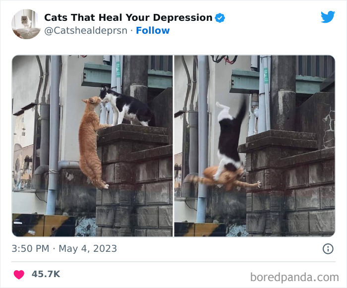 Heart-Warming-Cat-Pics