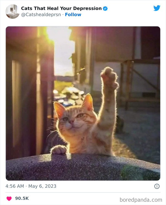 Heart-Warming-Cat-Pics