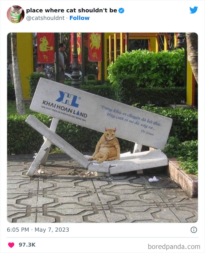 Cats-Where-Shouldnt-Be-Pictures