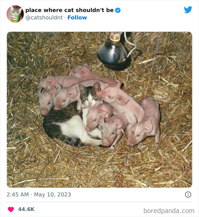 Cats-Where-Shouldnt-Be-Pictures