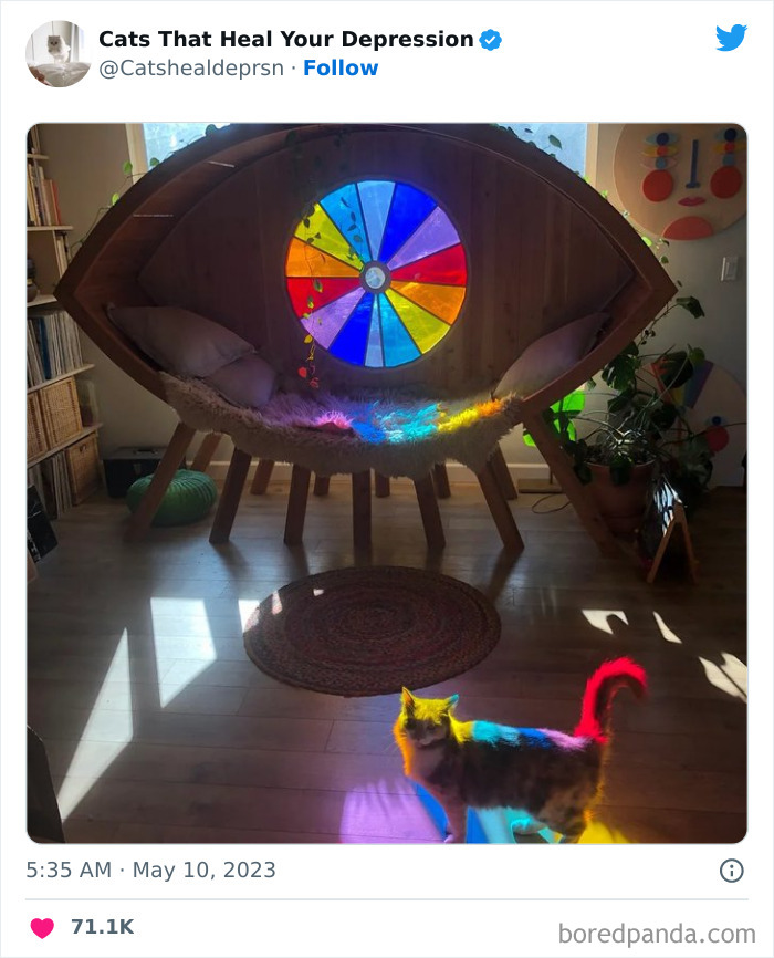 "Cats That Heal Your Depression": 50 Pics Of Adorable Felines Who Don't Even Know What Power They Hold