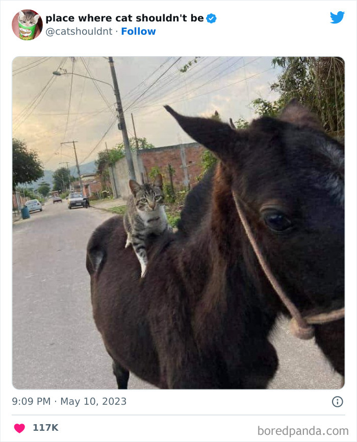 Cats-Where-Shouldnt-Be-Pictures