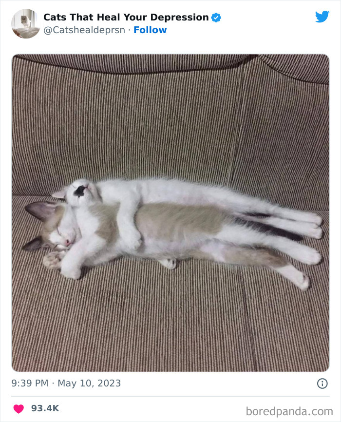 "Cats That Heal Your Depression": 50 Pics Of Adorable Felines Who Don't Even Know What Power They Hold