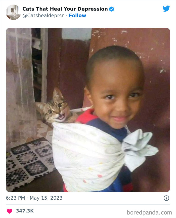 "Cats That Heal Your Depression": 50 Pics Of Adorable Felines Who Don't Even Know What Power They Hold