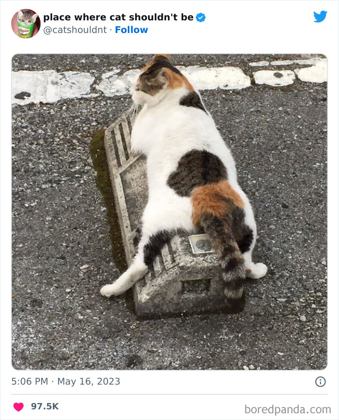 Cats-Where-Shouldnt-Be-Pictures