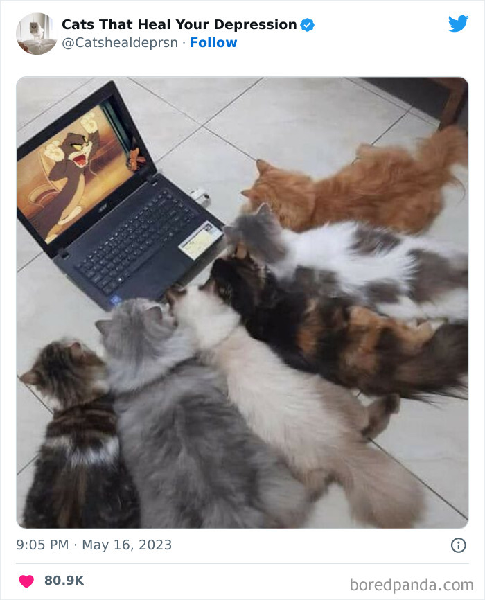 "Cats That Heal Your Depression": 50 Pics Of Adorable Felines Who Don't Even Know What Power They Hold