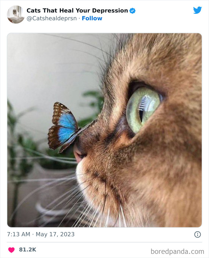 "Cats That Heal Your Depression": 50 Pics Of Adorable Felines Who Don't Even Know What Power They Hold