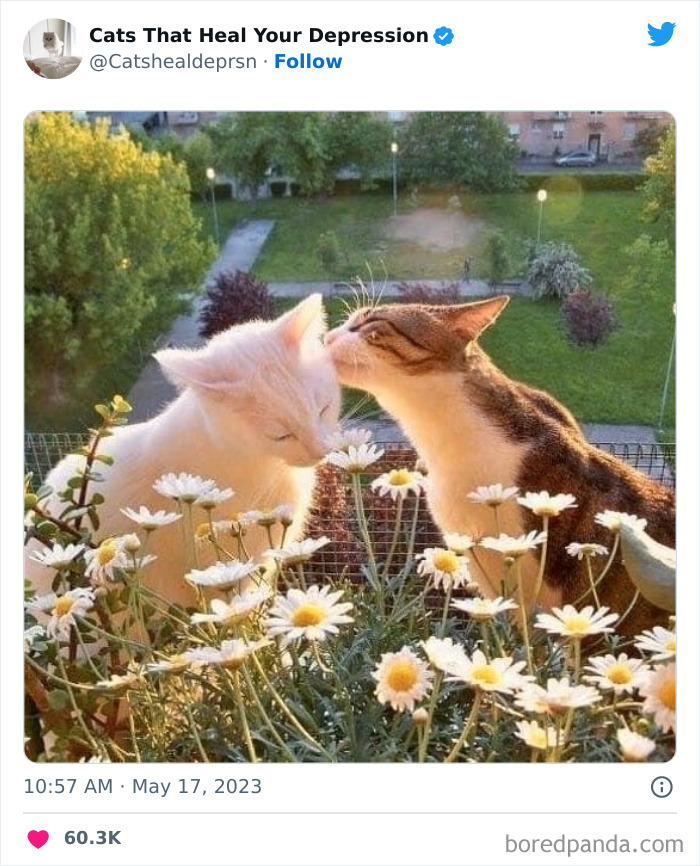 "Cats That Heal Your Depression": 50 Pics Of Adorable Felines Who Don't Even Know What Power They Hold