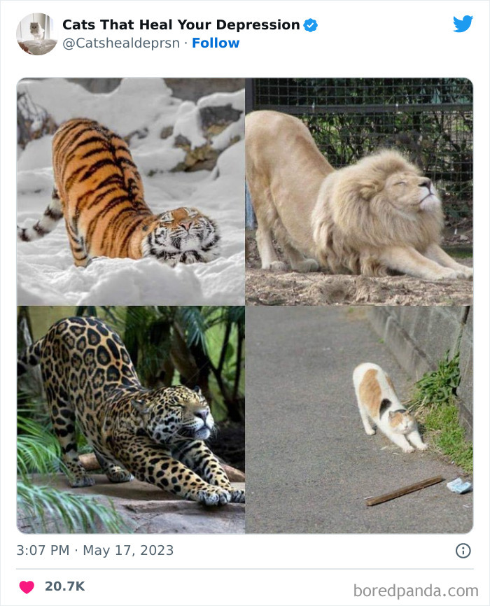 "Cats That Heal Your Depression": 50 Pics Of Adorable Felines Who Don't Even Know What Power They Hold