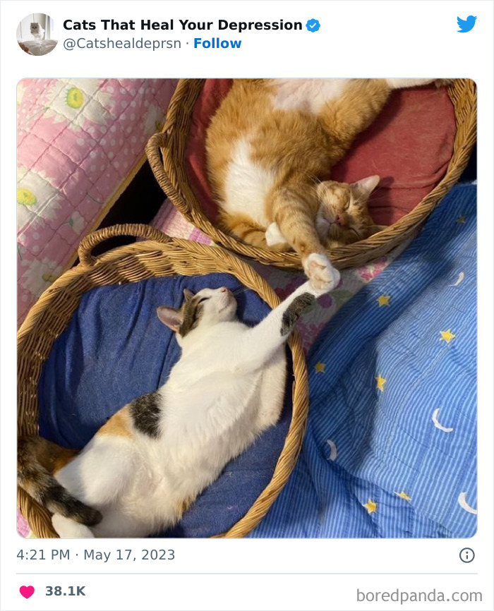 Heart-Warming-Cat-Pics