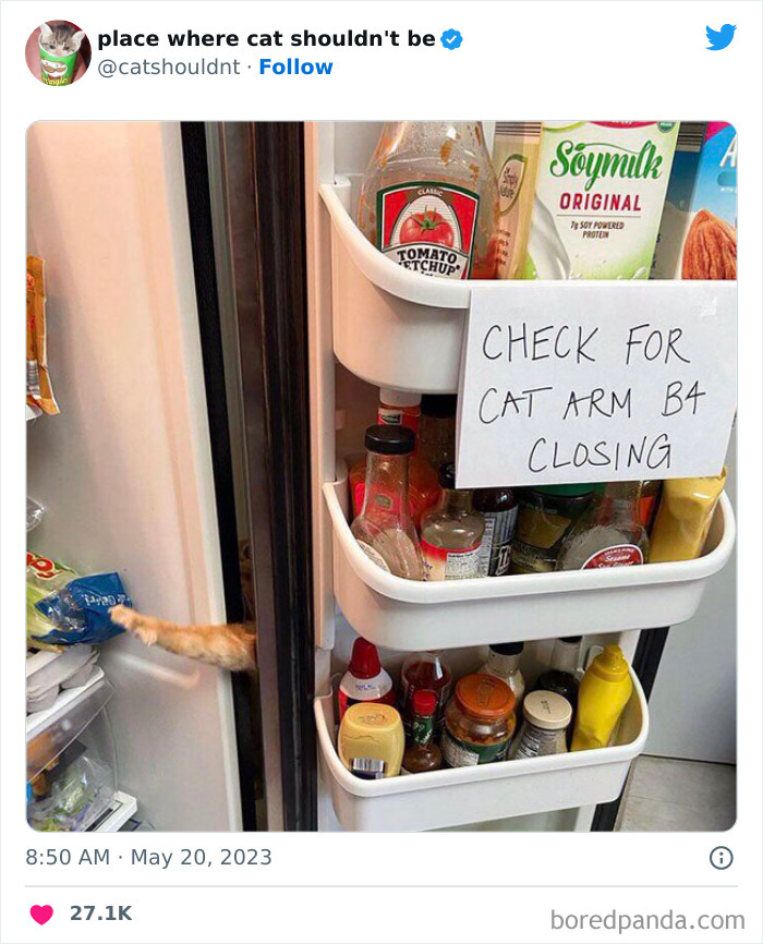 Cats-Where-Shouldnt-Be-Pictures