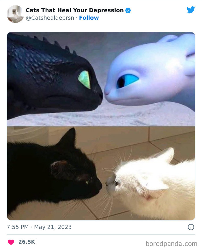 "Cats That Heal Your Depression": 50 Pics Of Adorable Felines Who Don't Even Know What Power They Hold