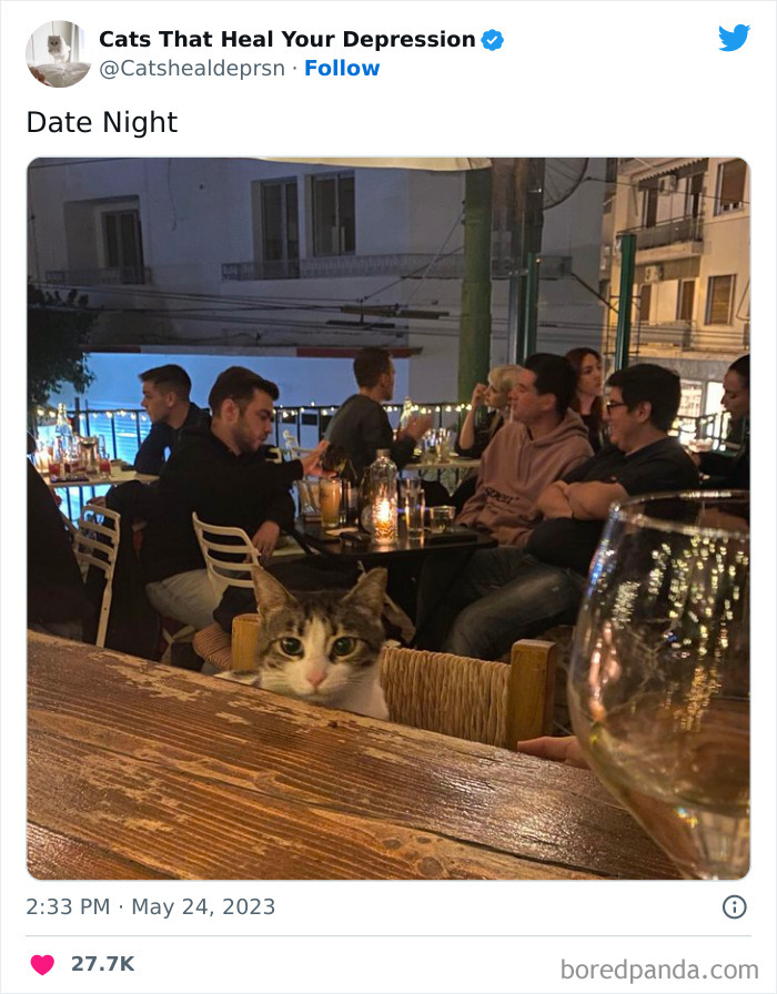 Heart-Warming-Cat-Pics