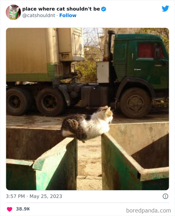 Cats-Where-Shouldnt-Be-Pictures